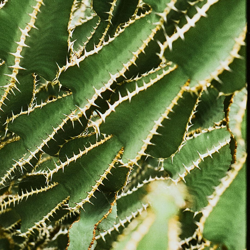 Aloe Vera